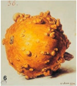 Siegers Attempts to Patent Pumpkin History Image